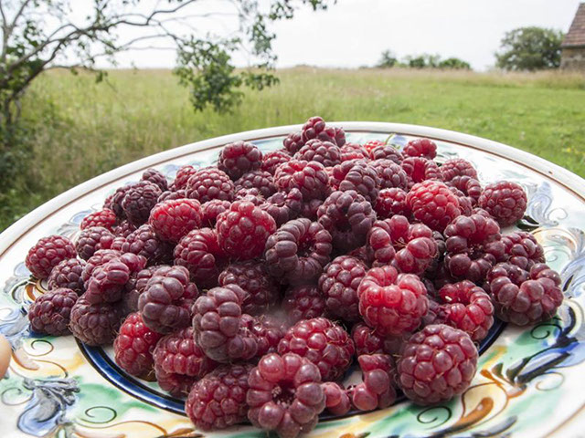 Le Périgord en été