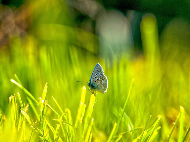 Le Périgord en été