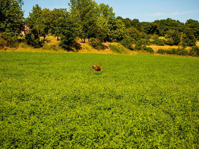 Le Périgord en été