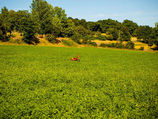 Le Périgord en été