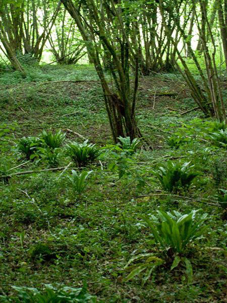 Le Périgord en été